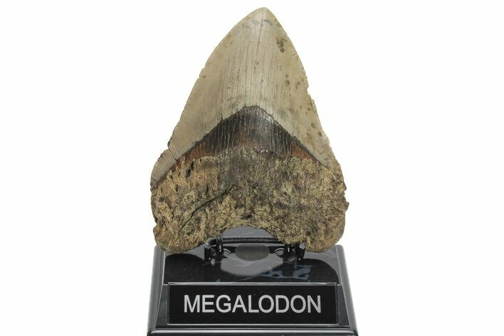 Huge, Fossil Megalodon Tooth - North Carolina #207989